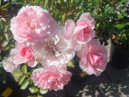 Růže floribunda Bonica 82
